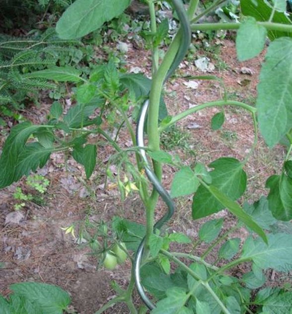 tomato growhouse spiral stake on plant PDT032-04