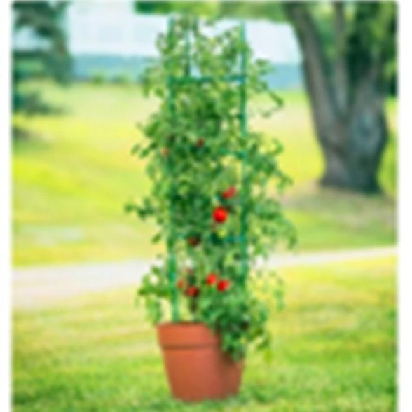 hot house tomato PDT032-02