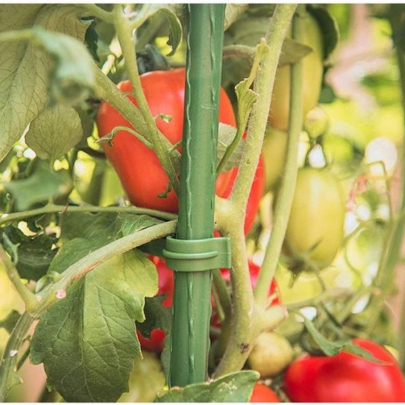 tomato grow house PDT032- 01(001)